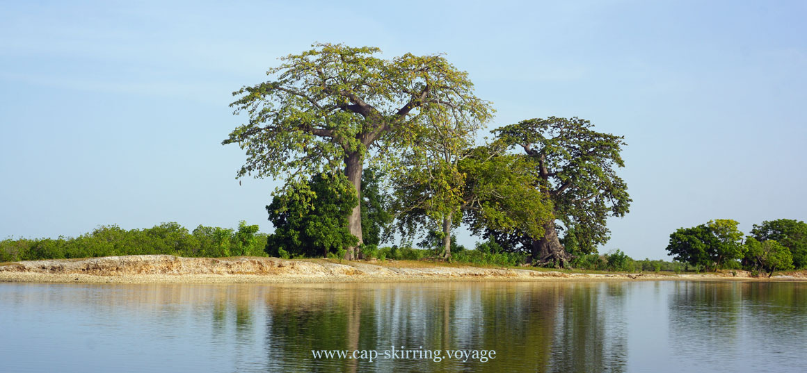 baobabs au bord des bolongs le roi des arbres du sénégal est imposant et élégant les arbres ont beaucoup d'importance chez les diolas animistes