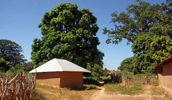 Village africain de Casamance avec ses cases et sa nature verdoyante. Ambiance paisible de l'arrière pays tout proche des plages et de l'océan