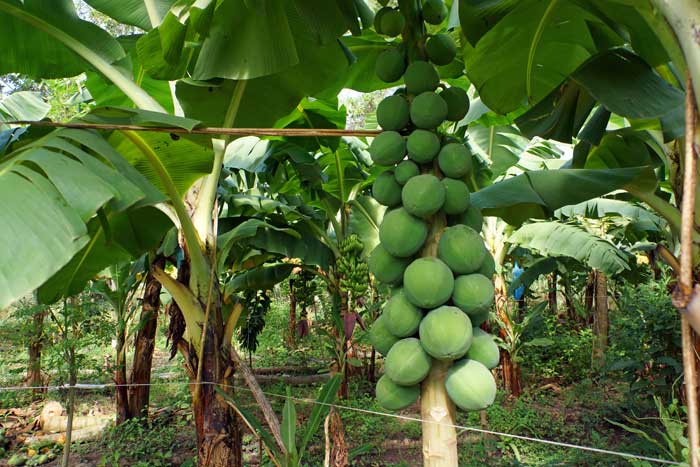 Agriculture bio Sénégal, modèle de permaculture mélange d'arbres fruitiers et plantes médicinales et aromatiques. arvimedia