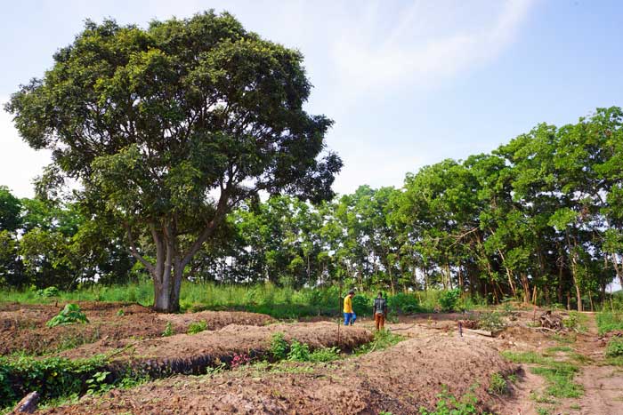 Banana Split vente de banane bio au Sénégal, cultivateur producteur vente direct en gros sur tout le Sénégal arvimedia