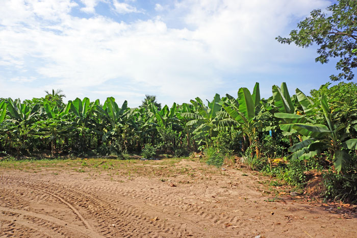 produit issus de l'agriculture bio bananes Sénégal