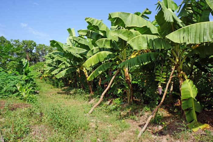 Un très bel endroit à visiter lors de vos vacances au Cap Skirring, ici on vous dévoile tout sur la permaculture et sur la culture bio