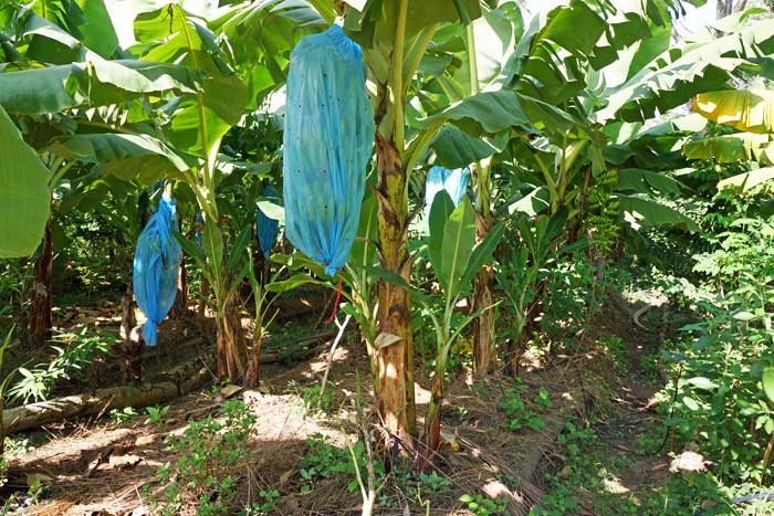 Banana Split bananeraie permaculture Sénégal Boucotte village du sud de la Casamance