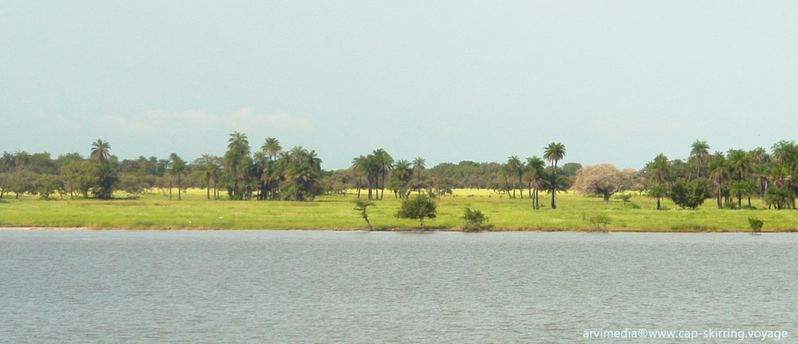 paysage insolite de Casamance grande plaine à l'infini et arbres fromagers majestueux  pendant la saison sèche au Sénégal