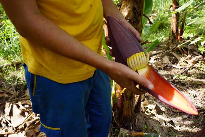vente de banane bio au Sénégal, cultivateur producteur vente direct en gros sur tout le Sénégal arvimedia