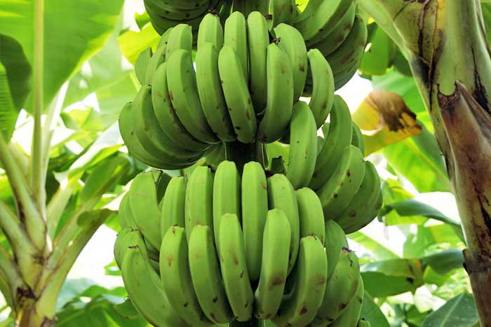 Banana Split bananeraie stage de permaculture Sénégal Boucotte ouvert à tous village du sud de la Casamance arvimedia