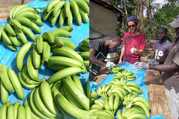 Banana Split grossiste producteur de banane bio cultivateur de banane bio au Sénégal sud de la casamance arvimedia publicité