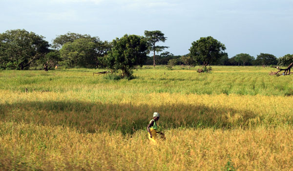 le travail dans les rizière est très important en Casamance il rythme la vie des paysans diolas et constitue la nourriture principale des gens