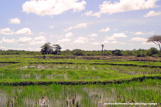 les rizières de basse casamance la récolte et la culture du riz au sénégal