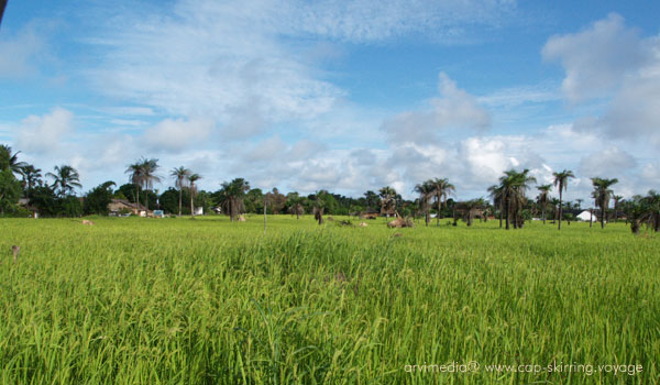 si vous allez au Sénégal il faut absolument aller en Casamance ici la vie est tranquille et les gens sont très gentils.
