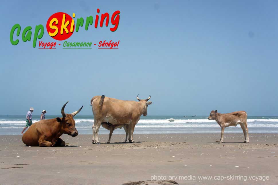 photos de vacances au Sénégal vache en vacances sur la plage de cap skirring dans le sud de la casamance arvimedia